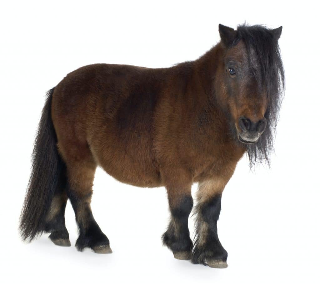 Shetland pony