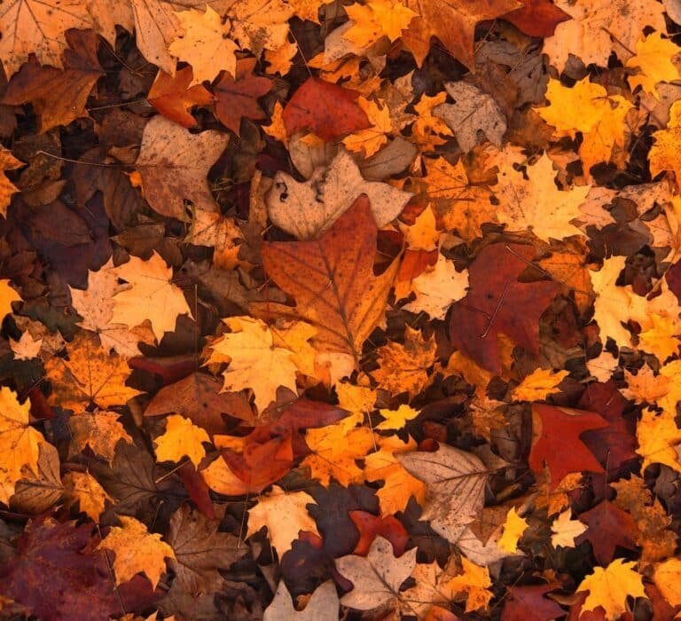 Inscriptions pour les vacances d&rsquo;automne à partir du 28 septembre